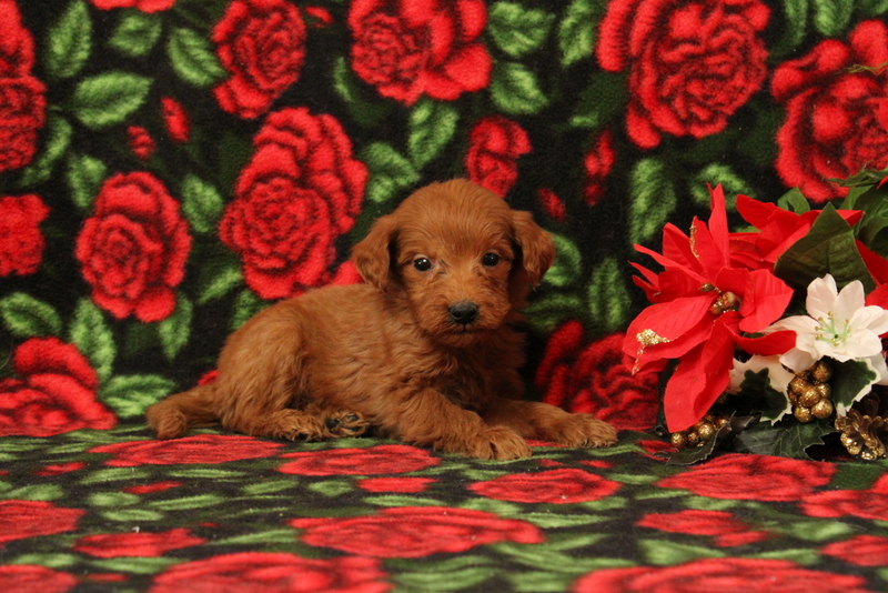 puppy, for, sale, Mini Goldendoodle F1, Matthew B. Stoltzfus, dog, breeder, Gap, PA, dog-breeder, puppy-for-sale, forsale, nearby, find, puppyfind, locator, puppylocator, aca